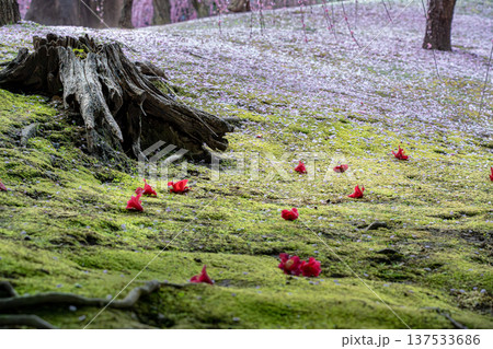 苔の上の椿の花と落ちた椿 苔の上の椿の花と落ちた椿 137533686