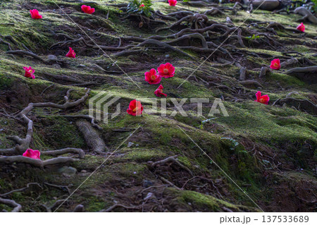 苔の上に落ちた椿の花 苔の上に落ちた椿の花 137533689