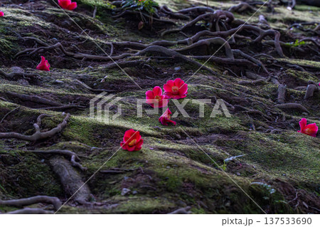 苔の上に落ちた椿の花 苔の上に落ちた椿の花 137533690