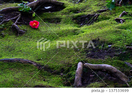 苔の上に落ちた椿の花 137533699