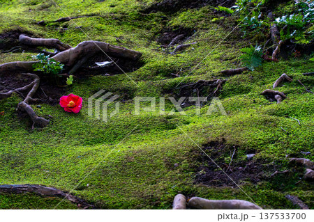 苔の上に落ちた椿の花 苔の上に落ちた椿の花 137533700