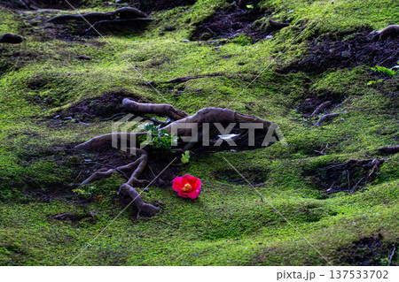 苔の生えた石と赤い椿 137533702