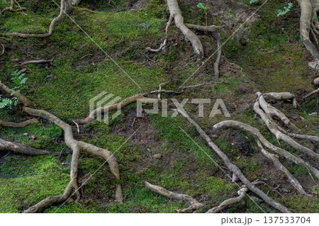 苔が生えた木 137533704