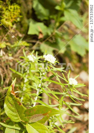 ヒマラヤ・アンナプルナ山域の高山植物アナファリスの白い花(ネパール) ヒマラヤ・アンナプルナ山域の高山植物アナファリスの白い花(ネパール) 137533902