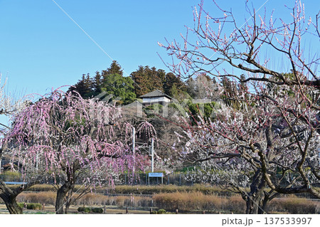 茨城県水戸市 梅が満開の仙波公園から眺める偕楽園・好文亭 茨城県水戸市 梅が満開の仙波公園から眺める偕楽園・好文亭 137533997