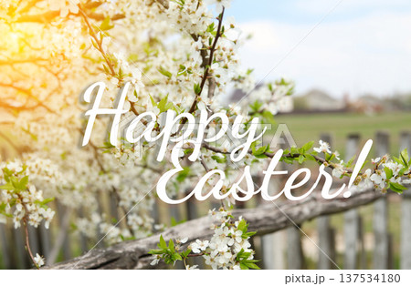 Happy Easter greeting card. White spring blossoms on a tree branch with a blurred garden fence and sunlight in the background 137534180