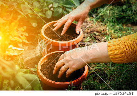 Close-up of female hands planting seeds or seedlings in ceramic pots. Spring gardening, organic farming, and home hobby concept in a sunny garden 137534181
