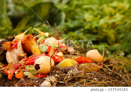 Organic waste for composting. Close-up of fruit and vegetable scraps, eggshells, and garden waste in a compost pile for natural fertilizer production Organic waste for composting. Close-up of fruit and vegetable scraps, eggshells, and garden waste in a compost pile for natural fertilizer production 137534183