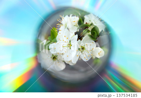 Creative spring background. Small white cherry or plum blossoms in a glass vase with colorful rainbow light leak reflections and soft focus. creative spring Creative spring background. Small white cherry or plum blossoms in a glass vase with colorful rainbow light leak reflections and soft focus. creative spring 137534185