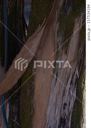 木の樹皮と苔の質感 137534194