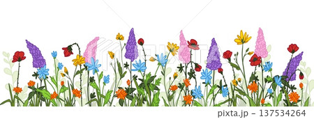 Spring wild flowers border, red poppy, daisy 137534264