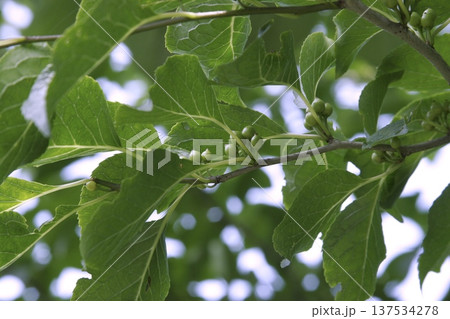 アオハダ(学名:Ilex macropoda)の若い果実 夏の雑木林 東北 アオハダ(学名:Ilex macropoda)の若い果実 夏の雑木林 東北 137534278