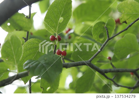 アオハダ(学名:Ilex macropoda)の熟した赤い実 秋の雑木林 東北 アオハダ(学名:Ilex macropoda)の熟した赤い実 秋の雑木林 東北 137534279