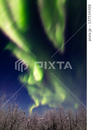 アラスカ　フェアバンクスのオーロラ 137534308