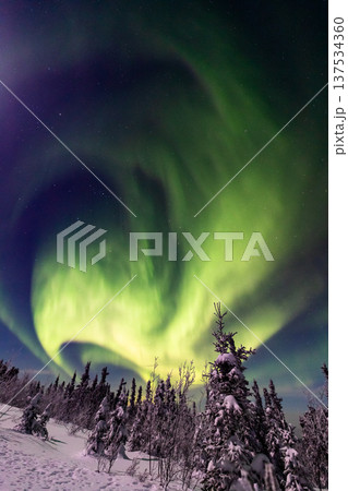 アラスカ フェアバンクスのオーロラ アラスカ フェアバンクスのオーロラ 137534360