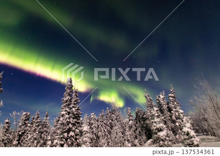 アラスカ フェアバンクスのオーロラ アラスカ フェアバンクスのオーロラ 137534361