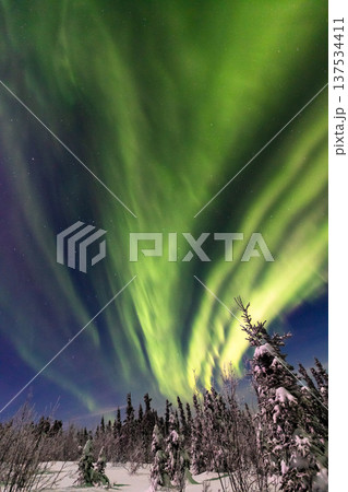 アラスカ フェアバンクスのオーロラ アラスカ フェアバンクスのオーロラ 137534411