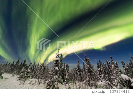 アラスカ フェアバンクスのオーロラ アラスカ フェアバンクスのオーロラ 137534412