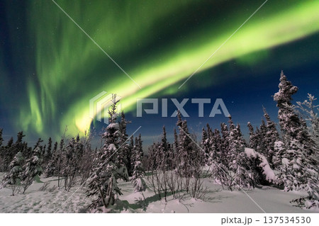 アラスカ フェアバンクスのオーロラ アラスカ フェアバンクスのオーロラ 137534530
