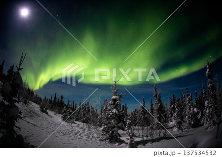 アラスカ フェアバンクスのオーロラ アラスカ フェアバンクスのオーロラ 137534532