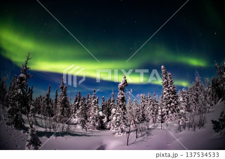 アラスカ　フェアバンクスのオーロラ 137534533