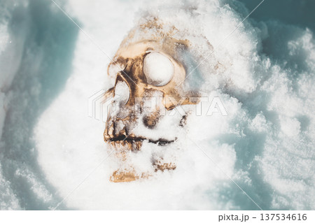 A human skull under snow. An eerie concept, buried in cold snow. Archaeological excavations, human remains. Dark winter concept of death, accident. Skull close-up. 137534616