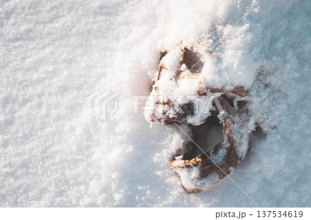 A human skull under snow. An eerie concept, buried in cold snow. Archaeological excavations, human remains. Dark winter concept of death, accident. Skull close-up. A human skull under snow. An eerie concept, buried in cold snow. Archaeological excavations, human remains. Dark winter concept of death, accident. Skull close-up. 137534619