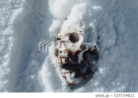 A human skull under snow. An eerie concept, buried in cold snow. Archaeological excavations, human remains. Dark winter concept of death, accident. Skull close-up. 137534621