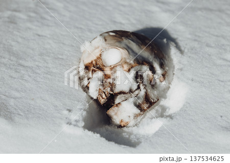 A human skull under snow. An eerie concept, buried in cold snow. Archaeological excavations, human remains. Dark winter concept of death, accident. Skull close-up. 137534625