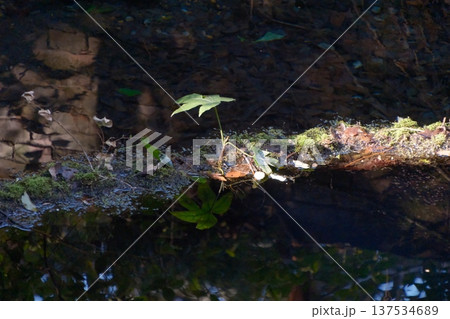 光に照らされた小さな植物 光に照らされた小さな植物 137534689
