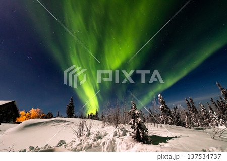 アラスカ　フェアバンクスのオーロラ 137534737