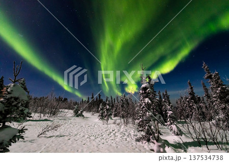 アラスカ　フェアバンクスのオーロラ 137534738