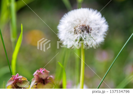 Dandelion seed head in spring meadow grass close up with a soft blurred bokeh background with copy space. Taraxacum officinale. Blowball 137534796