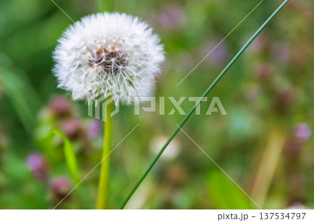 Dandelion seed head in spring meadow grass close up with a soft blurred bokeh background with copy space. Taraxacum officinale. Blowball Dandelion seed head in spring meadow grass close up with a soft blurred bokeh background with copy space. Taraxacum officinale. Blowball 137534797