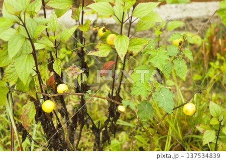 ネパール・アンナプルナトレッキングルートに実るトロピカルソーダアップルの黄色い実 137534839