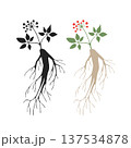 Silhouette of panax ginseng root 137534878
