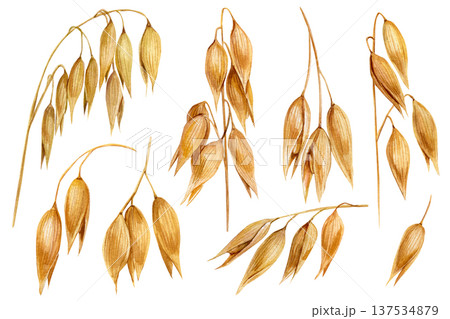 Oat branches watercolor set golden oat spikelets botanical cereal grain clipart isolated rustic harvest agriculture elements Oat branches watercolor set golden oat spikelets botanical cereal grain clipart isolated rustic harvest agriculture elements 137534879