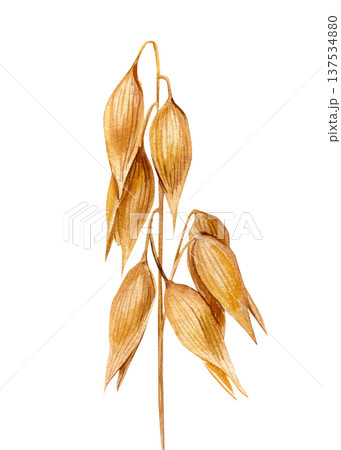 Oat branch watercolor clipart golden oat seed pods botanical cereal grain illustration isolated rustic harvest agriculture element 137534880