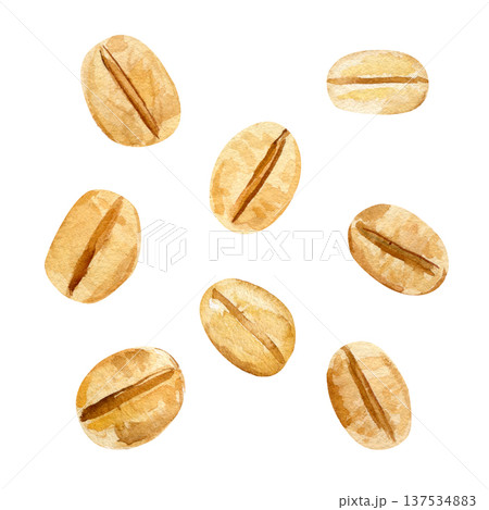 Oat seeds watercolor botanical set golden cereal grains isolated natural agriculture ingredient healthy food illustration Oat seeds watercolor botanical set golden cereal grains isolated natural agriculture ingredient healthy food illustration 137534883