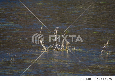 柿田川公園の清流に残る枯れ草 柿田川公園の清流に残る枯れ草 137535070
