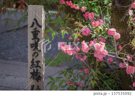 京都、下御霊神社に咲く紅梅 京都、下御霊神社に咲く紅梅 137535092
