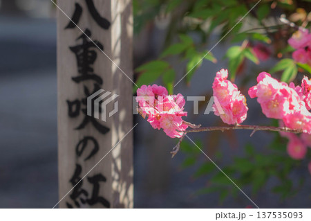 京都、下御霊神社に咲く紅梅 京都、下御霊神社に咲く紅梅 137535093