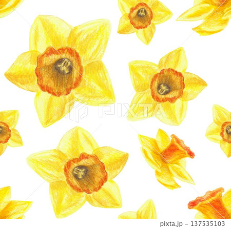 Hand drawn illustration seamless pattern with yellow narcissuses. Yellow flower on a white background for graphic design. Isolated colored pencil illustration on white background. Hand drawn illustration seamless pattern with yellow narcissuses. Yellow flower on a white background for graphic design. Isolated colored pencil illustration on white background. 137535103
