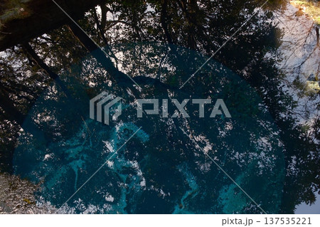 柿田川のリフレクション 137535221