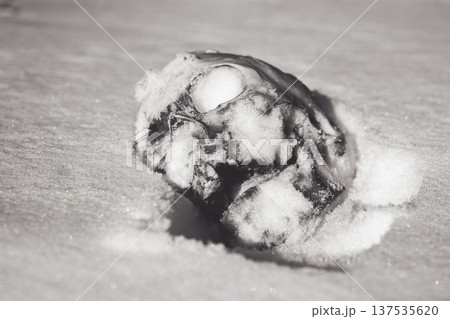 Human skull under snow black and white photo. An eerie concept, buried in cold snow. Archaeological excavations, human remains. Dark winter concept of death, accident. Skull close-up. Human skull under snow black and white photo. An eerie concept, buried in cold snow. Archaeological excavations, human remains. Dark winter concept of death, accident. Skull close-up. 137535620