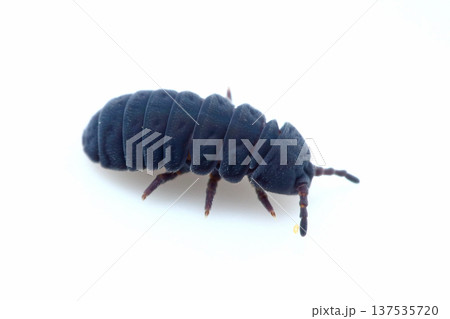 エビガラトビムシ 137535720