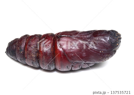 オオシモフリスズメのサナギ 137535721