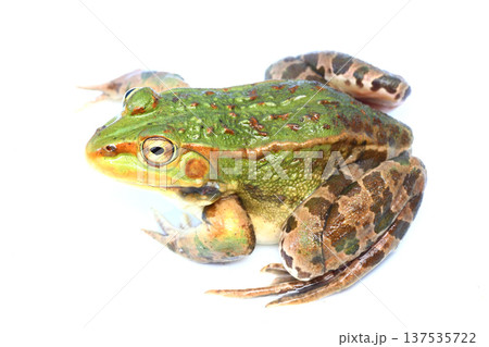 トノサマガエルのオス（緑色） 137535722