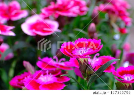 可愛らしいなでしこの花 可愛らしいなでしこの花 137535795