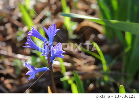 早春の野原に咲く青紫色のローマン系ヒアシンスの花 137536123